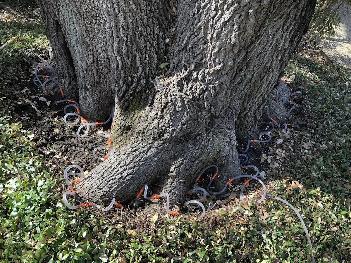 Detailed Tree Cabling and Bracing job site in Rio Rico