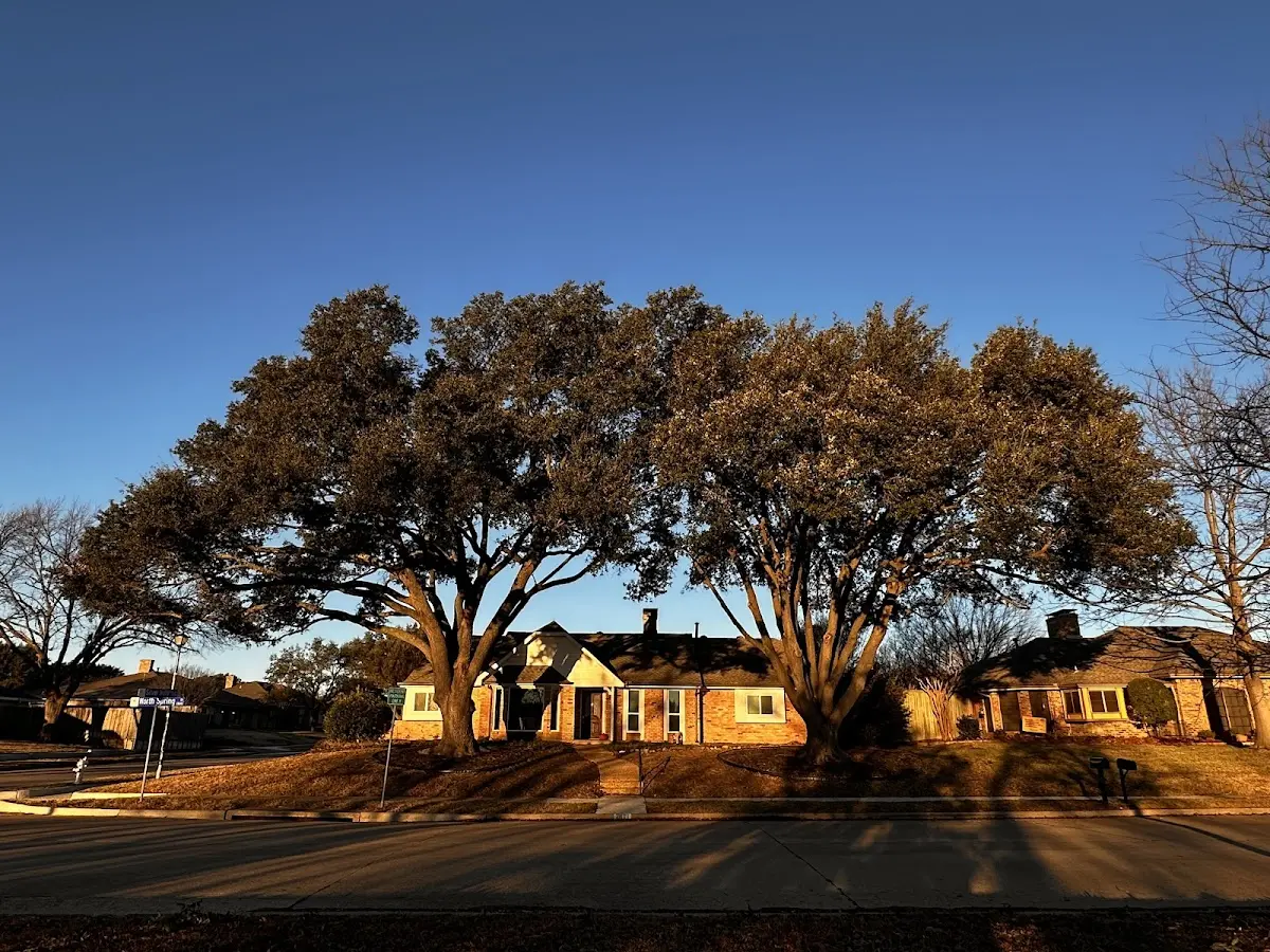 Established residential canopy tree shading a home in Rio Rico