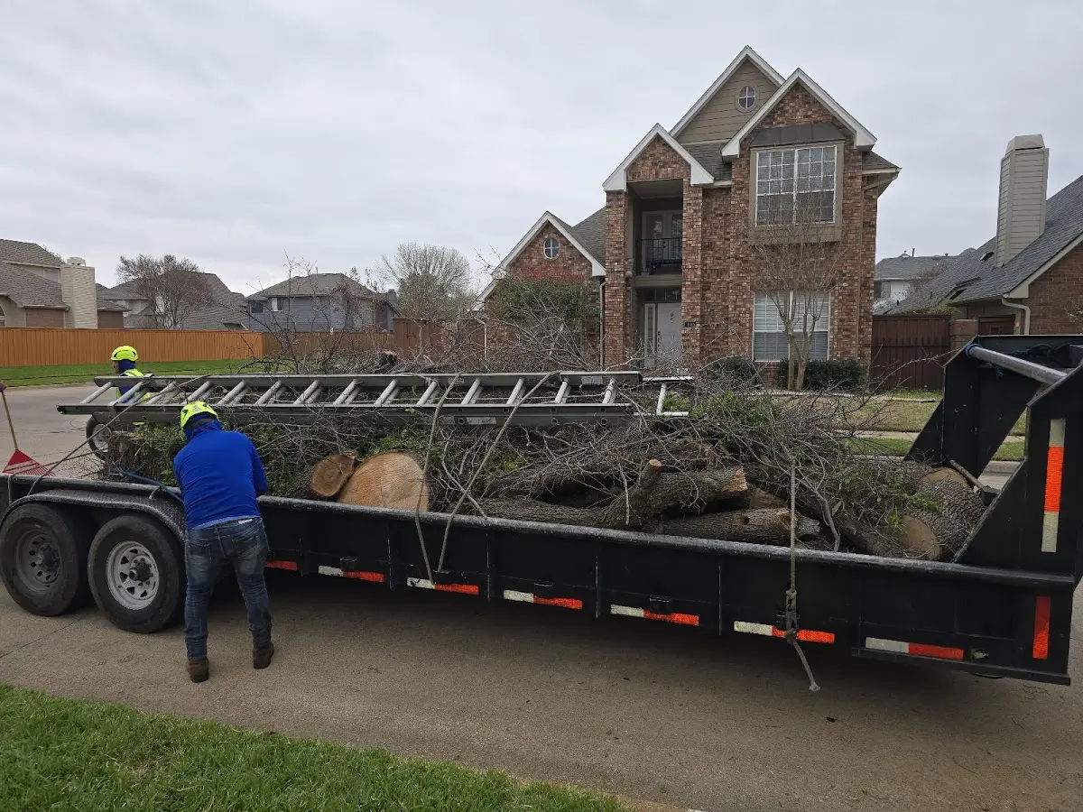 Expert Tree Removal with proper safety equipment in Rio Rico